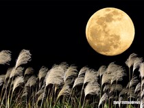 年に一度の『ハーベストムーン』がついに！　前日には『中秋の名月』も