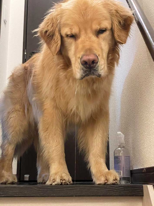 ゴールデンレトリバーの寝起き写真