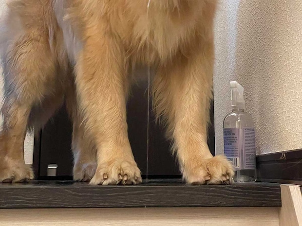 飼い主「ただいまー」　出迎えたゴールデンレトリバーが？「完全に寝起き」「声出して笑ったわ」