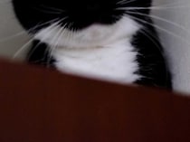 獣医「顔が丸くて大きいね！」　そう言われた猫の姿が？「ごめん笑ったわ」「違いねえ…」