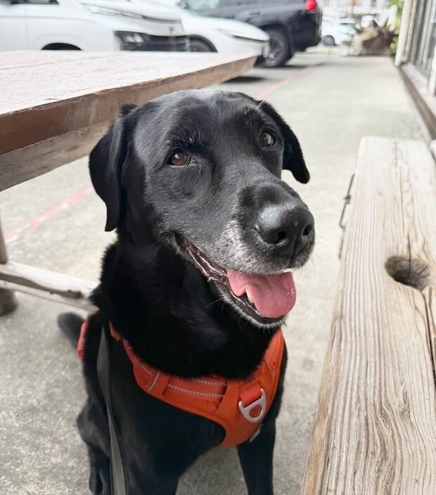 犬の写真（撮影：grape編集部）