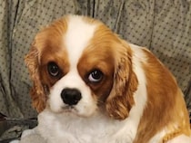 悲しそうな顔で飼い主を見つめる犬　座っている『場所』が…「なんてことだ」「これはつらい」