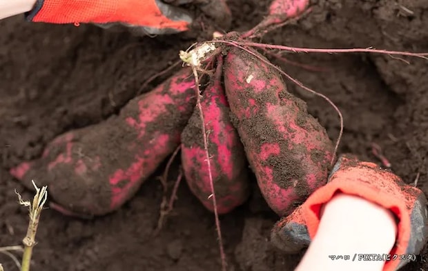 サツマイモの写真