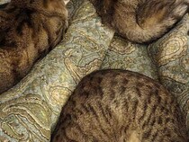 「こんな感じで目覚めました」　寝起きの1枚に「ここはパラダイスですか？」「まるで天国のようだ」