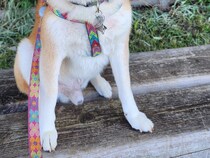 登校中の小学生に『帽子』をもらった柴犬　頭の上を見ると？「センスが100点」「どんなブランド品より素敵！」