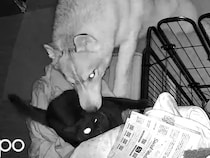 飼い主「こういう時だけ協力するの、やめてもらっていいですか」　光景に「見事な連携で笑った」「頭よすぎ」