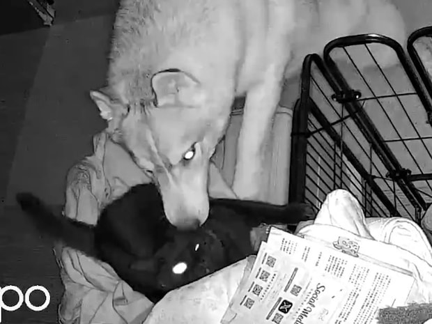 飼い主「こういう時だけ協力するの、やめてもらっていいですか」 光景に「見事な連携で笑った」「頭よすぎ」