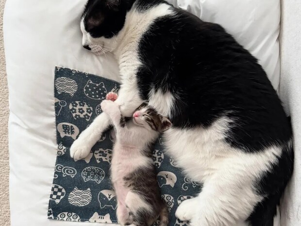 飼い主「感動しました」　子猫と先住猫の『添い寝ショット』に「親子みたい」「面倒見よすぎ」