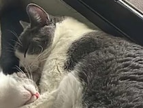 オヤツでもオモチャでもなく…　飼い主が『愛猫に贈った最高のプレゼント』が心温まる