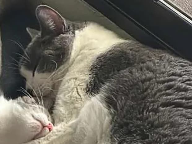 オヤツでもオモチャでもなく…　飼い主が『愛猫に贈った最高のプレゼント』が心温まる