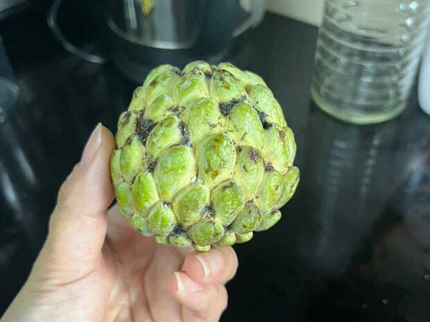 カスタードアップル（撮影：grape編集部）