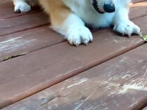 仲間と遊び回るコーギー　飼い主がとらえた1枚が…「必殺技を出しそう」