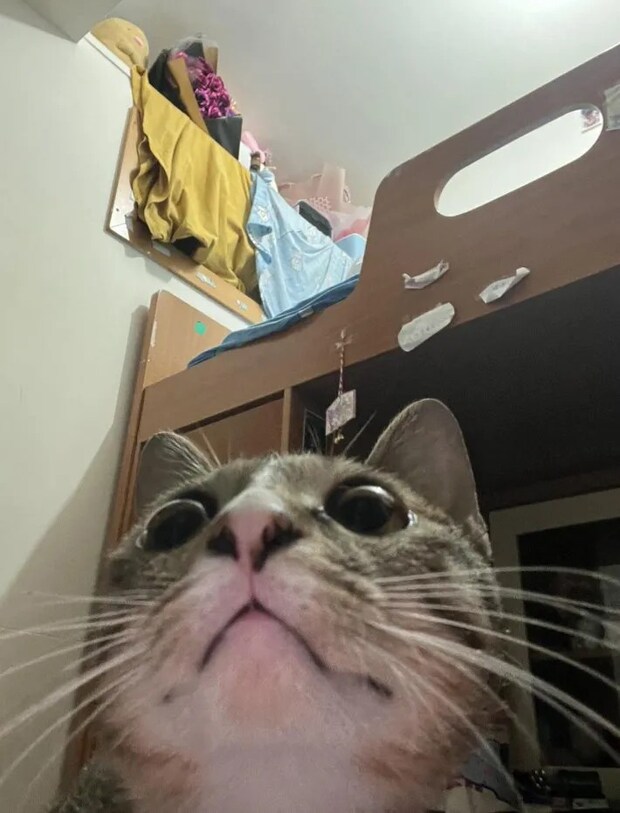 猫の写真