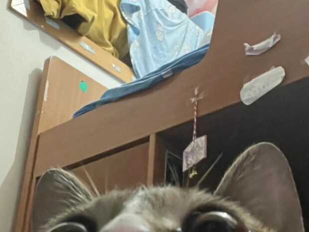 スマホの中に『撮った記憶のない写真』が? 真相に「めちゃくちゃ笑える!」「ベテランみたいだ」