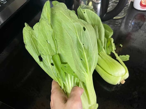 チンゲン菜の写真（撮影：grape編集部）