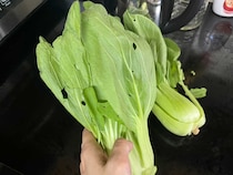 市場で買った『虫食いありのチンゲン菜』　ネットで話題の洗い方を試してみた