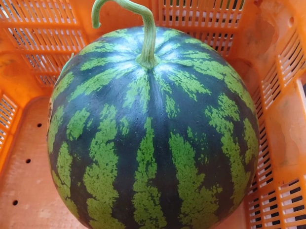 大きくて切りづらいスイカが一変！　切り方に「天才！」「子供も喜ぶ」【果物の豆知識4選】