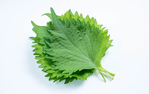 重ねられた大葉