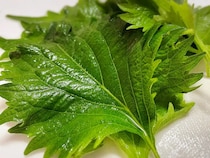 大葉をレンジでチンするだけ！　食感に「まさかのおいしさ」「ずっと食べてる」【簡単アレンジ4選】