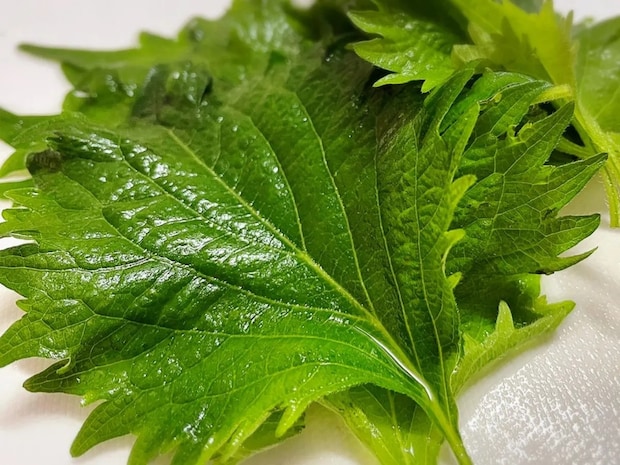 大葉をレンジでチンするだけ！　食感に「まさかのおいしさ」「ずっと食べてる」【簡単アレンジ4選】