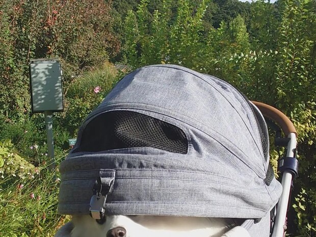 ペットカートに乗る愛犬 飼い主が買い物をしていると、店員がざわつき始め…?