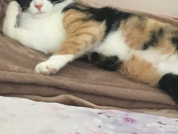 人間を『ペット』だと思ってる? くつろぐ愛猫のポーズに『10万いいね』!「態度デカすぎて笑った」