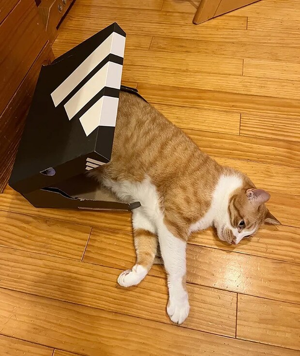 たなかふじもとさんの愛猫の画像