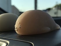 アザラシの置物を車に飾った翌日？　目にした光景に「新種の生き物かな」「ごめん笑っちゃう」