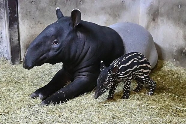 マレーバクの写真