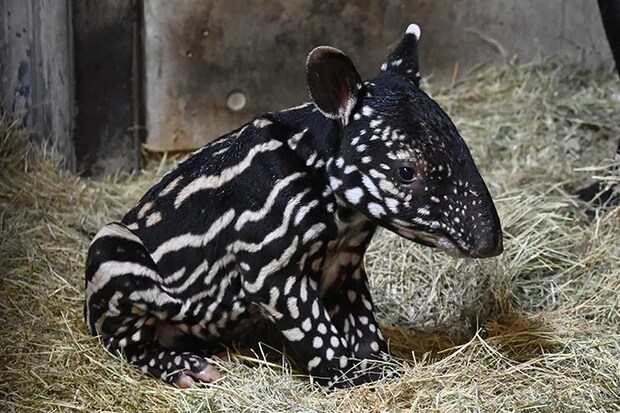 マレーバクの写真