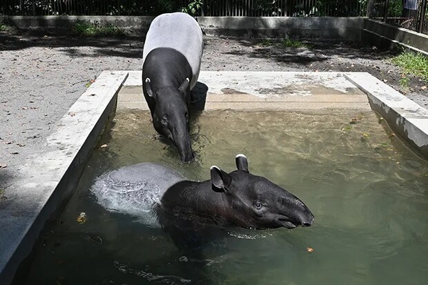 マレーバクの写真