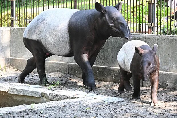 マレーバクの写真