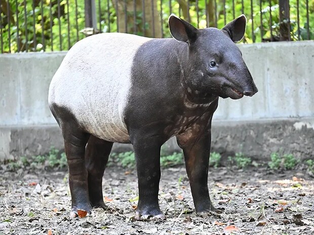 マレーバクの写真