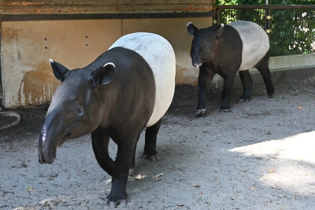 マレーバクの写真