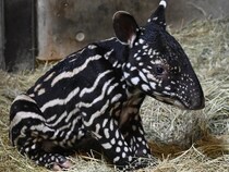 動物園「赤ちゃんが生まれました」　飼育員の喜びが伝わる『ド直球』な貼り紙が…