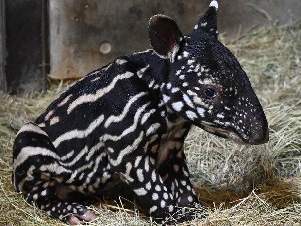 動物園「赤ちゃんが生まれました」 飼育員の喜びが伝わる『ド直球』な貼り紙が…