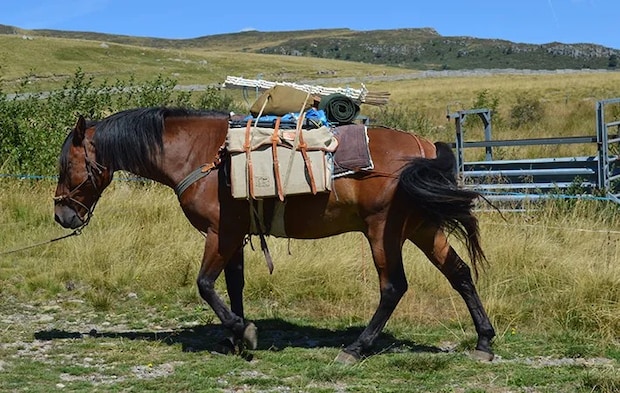 荷物を運ぶ馬の写真