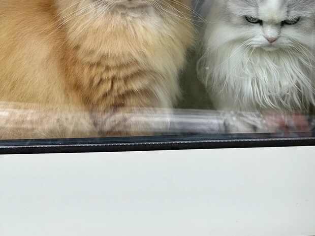 1時間お留守番していた愛猫　飼い主を待ち伏せする姿に「これは笑う」