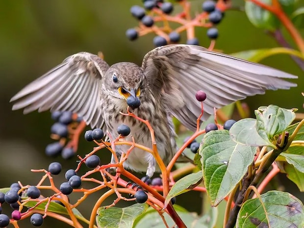 エサをついばむエゾビタキの写真