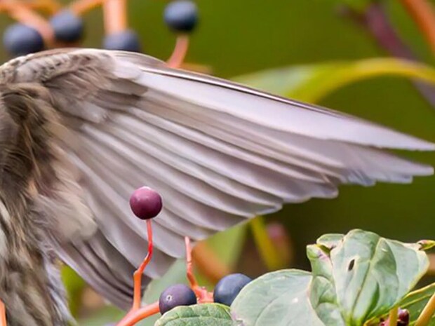 『デビル顔』でエサを食べていたら…　野鳥が見せたポーズに「ギャップ萌え」