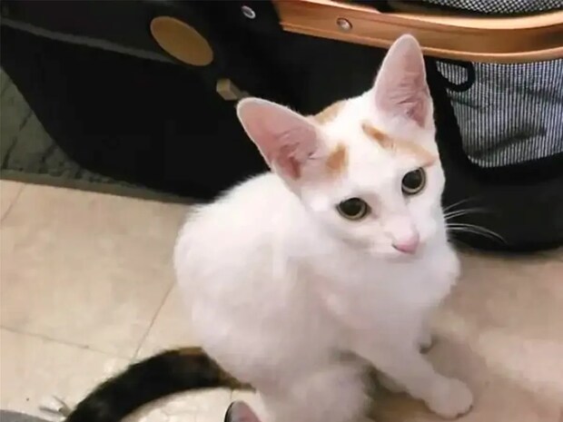 「3匹の野良猫を保護したら、なんと1匹がこっそり…」 予想外のサプライズに「めちゃくちゃかわいい!」