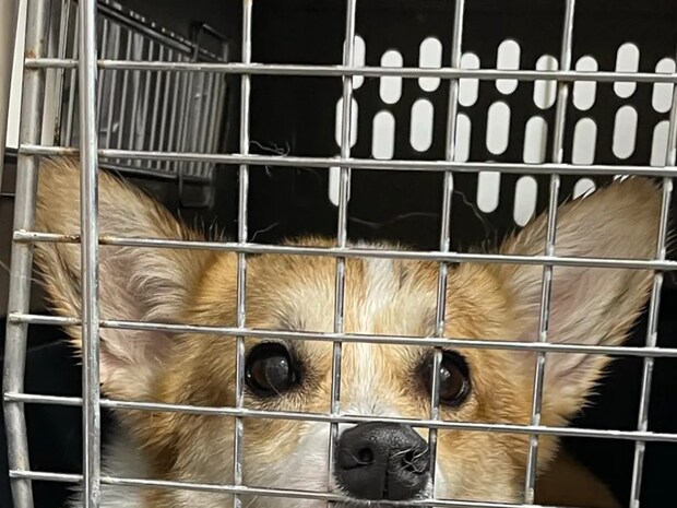 ペットサロンの店員「振り向くとずっとこの顔してて…」　コーギーの1枚に「夜中に吹いた」