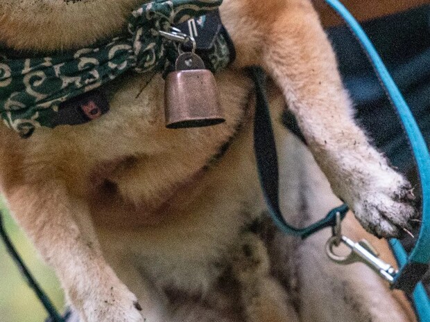 飼い主「穴を見つけては突っ込んでました」　山を楽しんだ柴犬、表情を見ると？