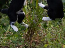 大ジャンプする2匹の猫　目の前にあるモノが…「これは譲れないな」