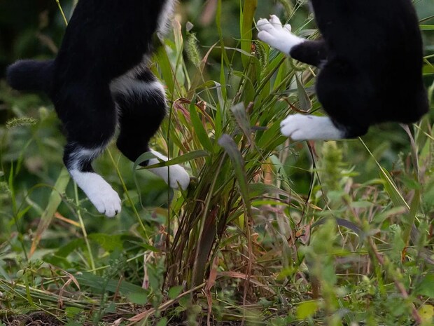 大ジャンプする2匹の猫 目の前にあるモノが…「これは譲れないな」