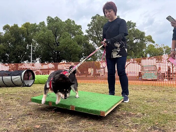 避難を体験するペットの写真（撮影：grape編集部）