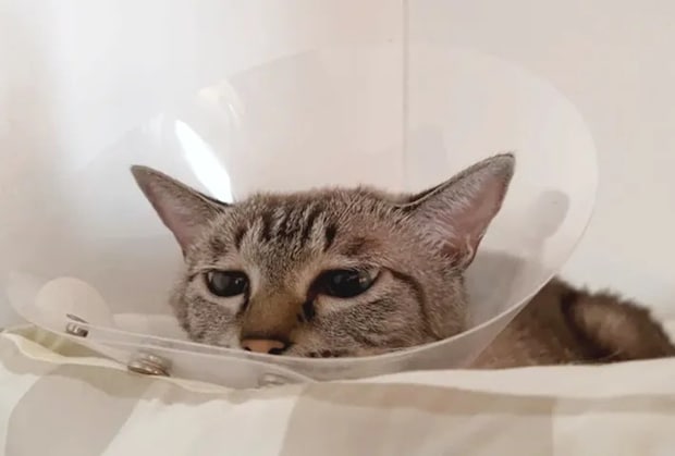 猫のつむぎちゃんの写真（撮影：grape編集部）