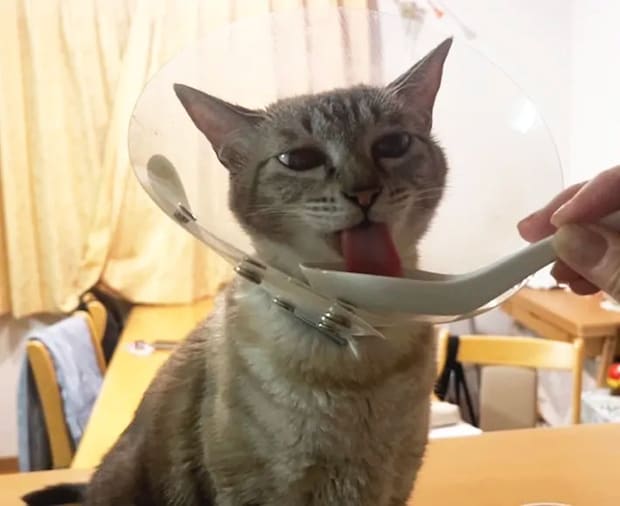 猫のつむぎちゃんの写真（撮影：grape編集部）