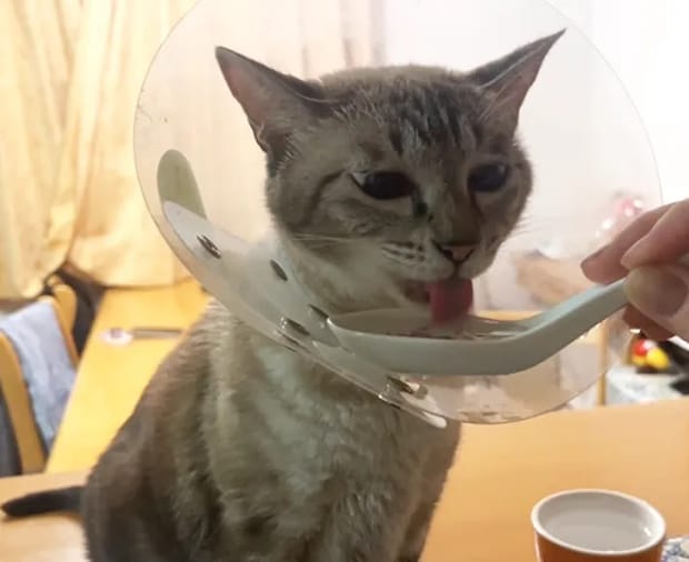 猫のつむぎちゃんの写真（撮影：grape編集部）