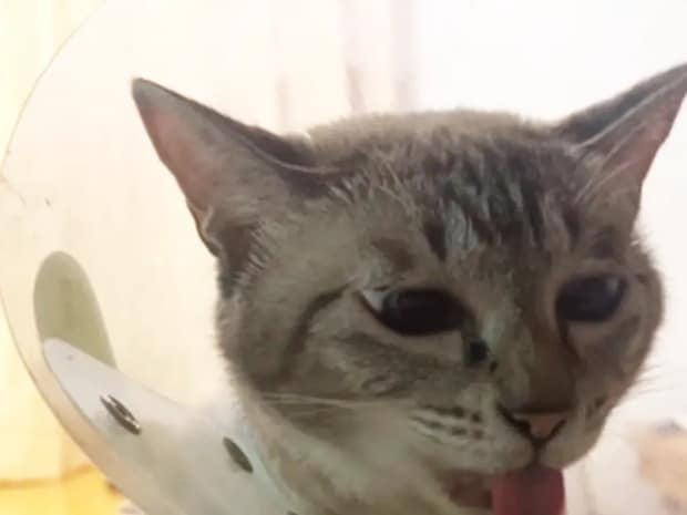 エリザベスカラーで水が飲めない猫→まさかの『れんげ』で解決！　グビグビ顔がかわいすぎる